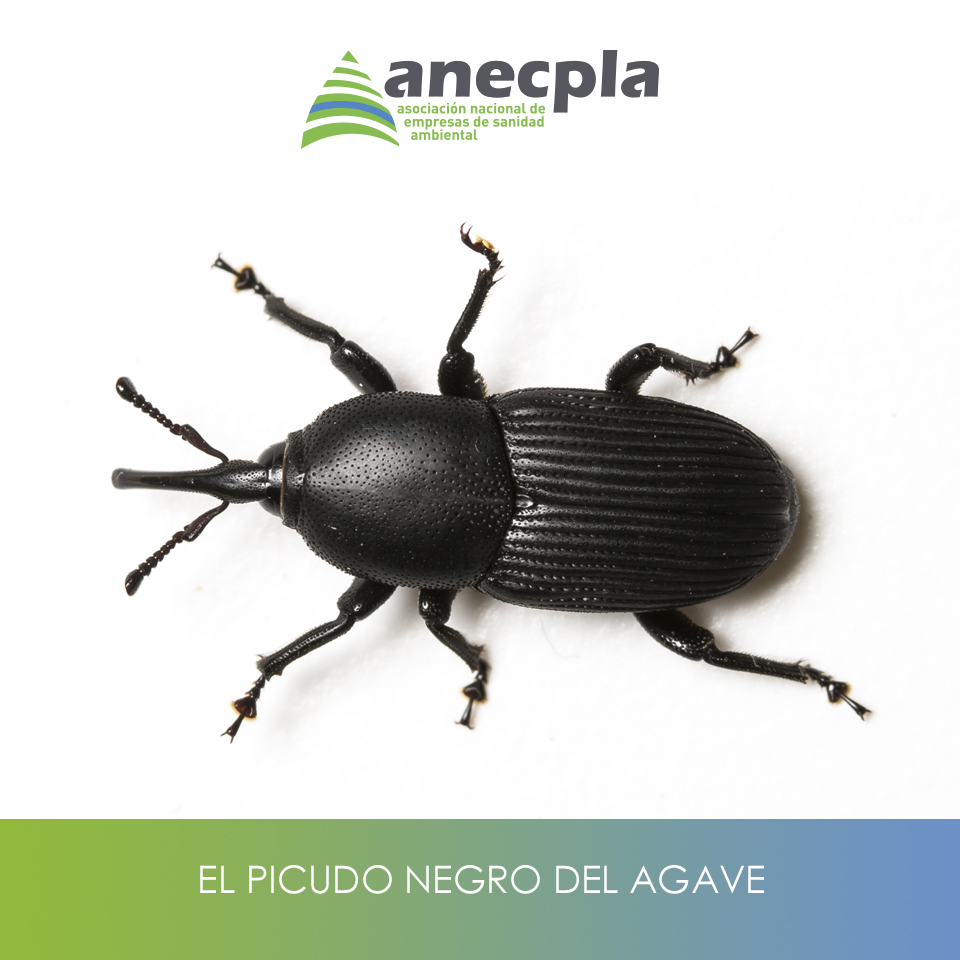 logo Anecpla